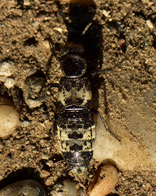 Creophilus maxillosus - dögész holyva