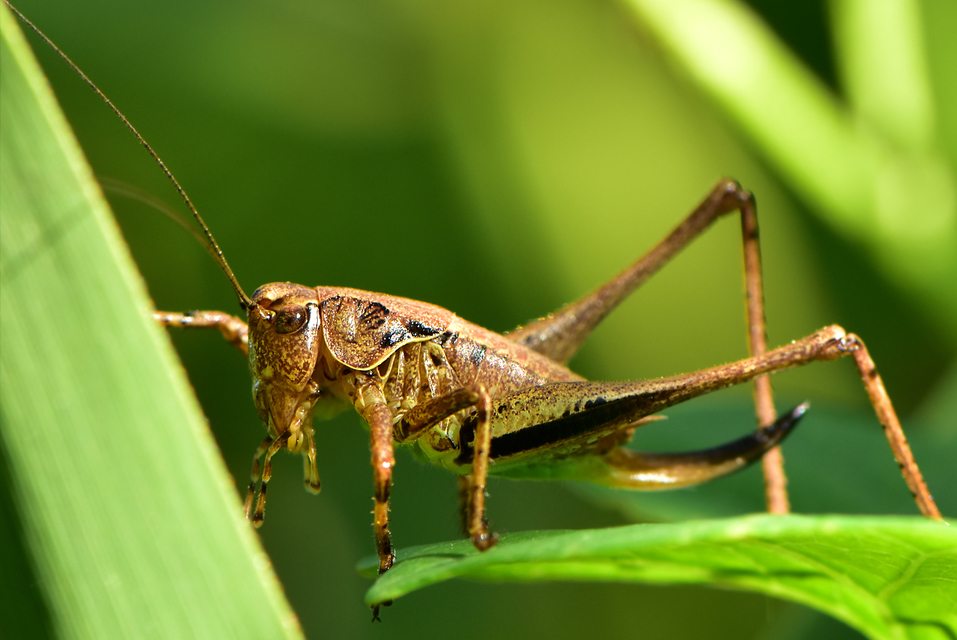 Pholidoptera griseoaptera - szürke avarszöcske