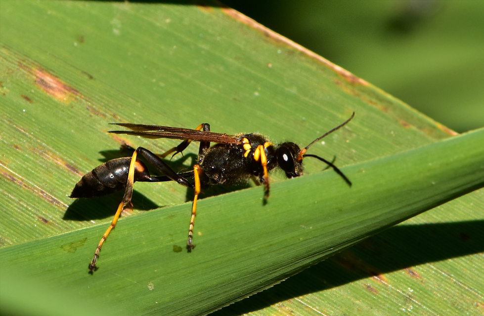 Sceliphron caementarium - feketenyelű lopódarázs