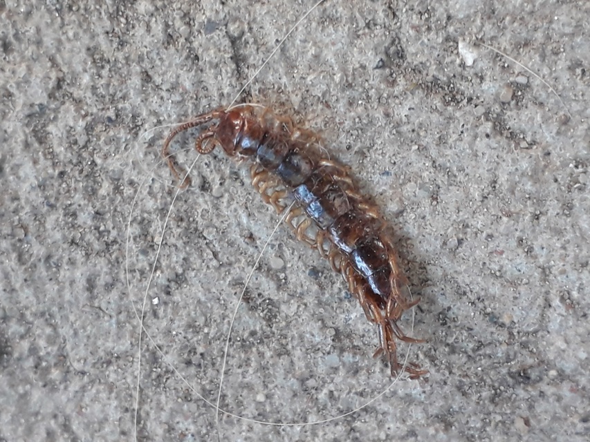 Lithobiidae