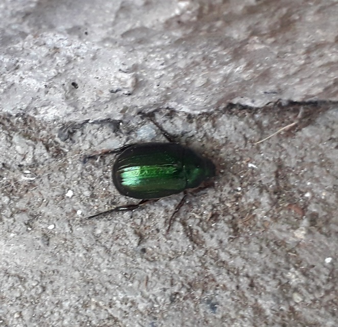 Anomala vitis - nagy fináncbogár