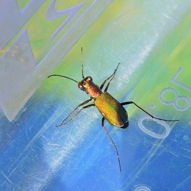 Cylindera germanica - parlagi homokfutrinka