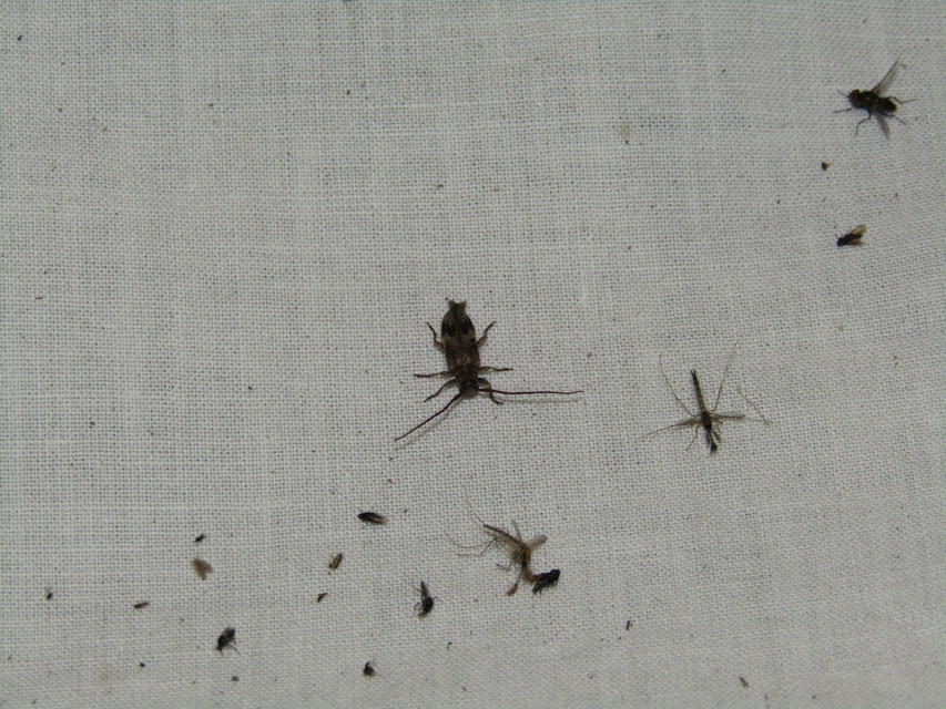 Exocentrus adspersus - tölgyfa-rőzsecincér