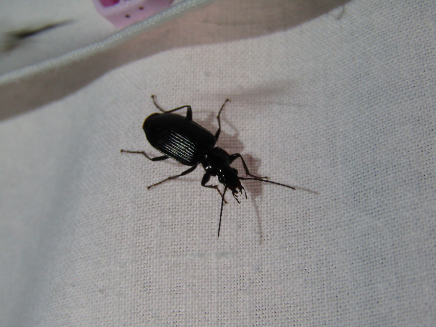 Limodromus longiventris - termetes kisfutó