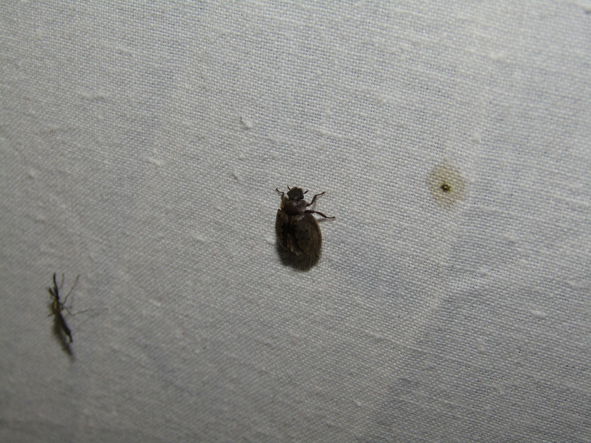 Spercheus emarginatus - ciripelő dajkacsibor