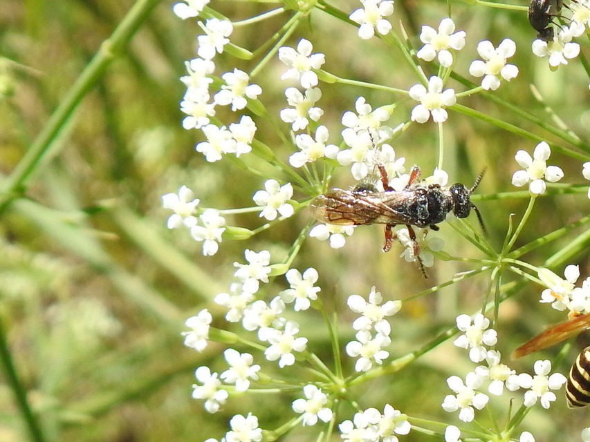 Tiphia femorata
