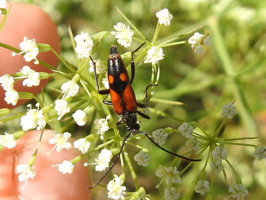 Stenurella bifasciata - kétöves karcsúcincér