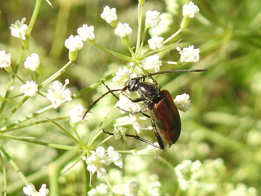 Stenurella bifasciata - kétöves karcsúcincér