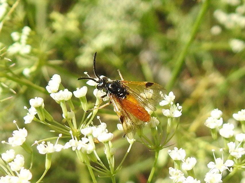 Tenthredinidae - valódi levéldarazsak