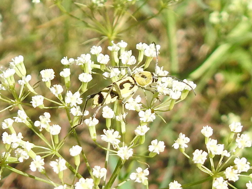 Chlorophorus varius - díszes darázscincér