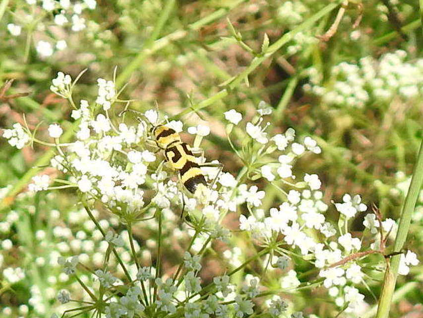 Chlorophorus varius - díszes darázscincér