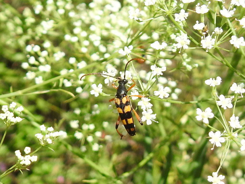 Strangalia attenuata - nyurgacincér
