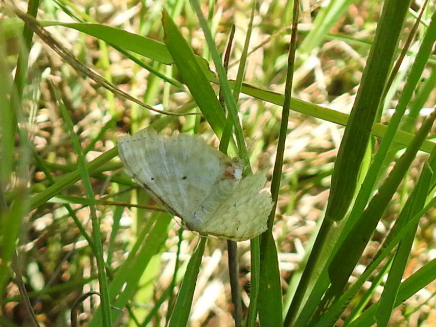 Idaea fuscovenosa - szürkeszélű apróaraszoló