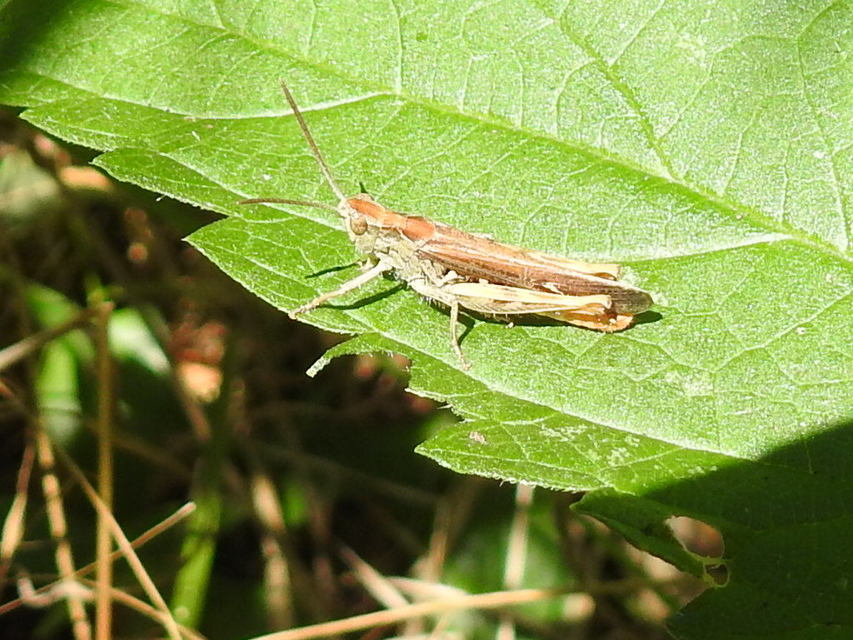 Chorthippus brunneus - közönséges tarlósáska