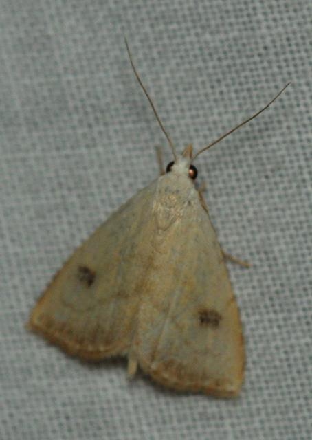 Rivula sericealis - selymes lórombagoly