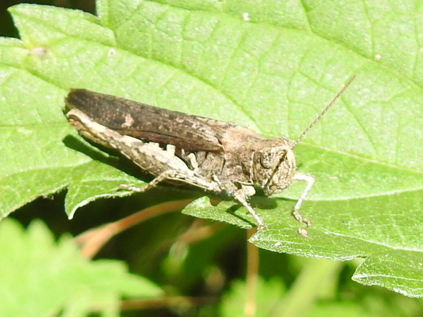 Chorthippus (Glyptobothrus) (subgenus)
