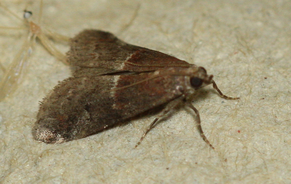 Acrobasis marmorea - márványos karcsúmoly