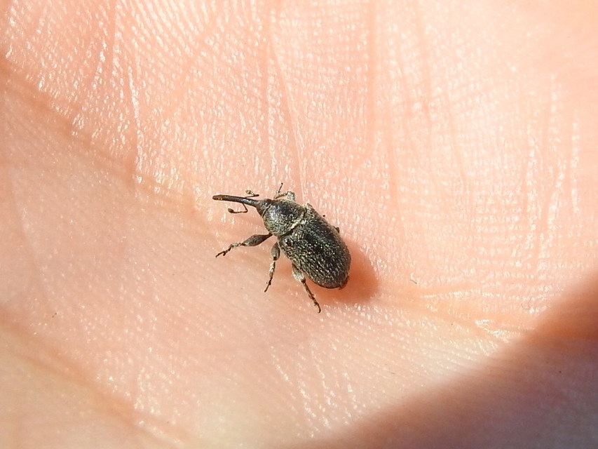 Rhinusa asellus - szőrcsillagos ökörfarkkóró-ormányos