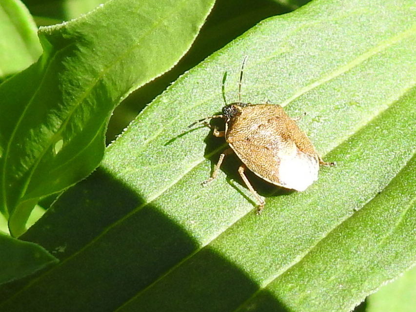 Rubiconia intermedia - bronzos címerespoloska Rubiconia intermedia - bronzos címerespoloska