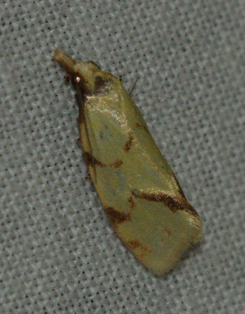 Agapeta hamana - közönséges sárgamoly