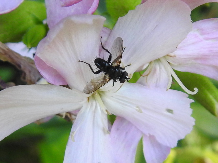 Phania
