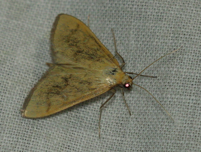 Sitochroa verticalis - világossárga dudvamoly
