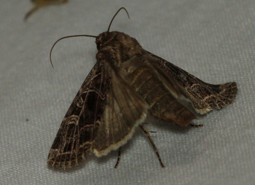 Heliophobus reticulata - fehéreres kertibagoly