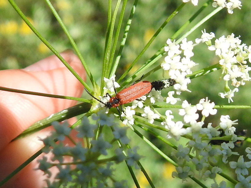 Lygistopterus sanguineus - vérbogár