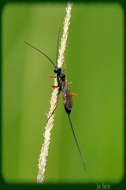 Ichneumonidae - valódi fürkészdarazsak