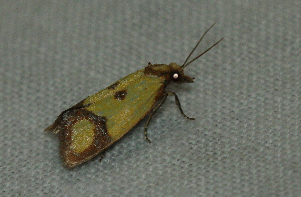 Agapeta zoegana - barnacsíkos sárgamoly