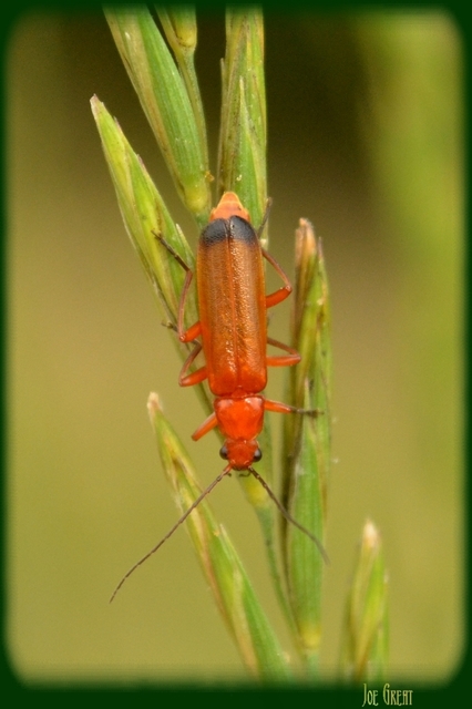 Rhagonycha fulva - feketevégű lágybogár