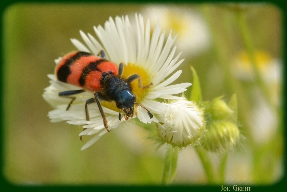 Trichodes apiarius - szalagos méhészbogár