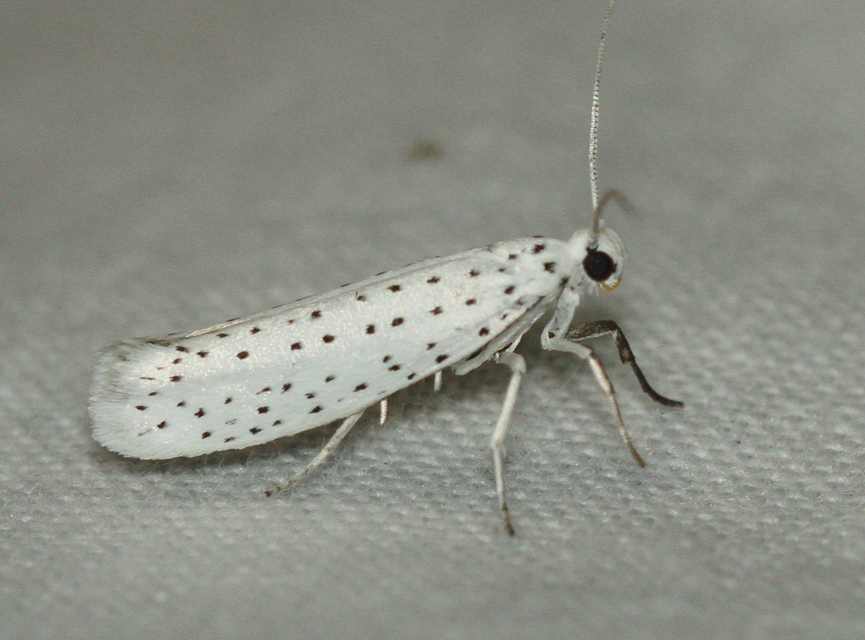 Yponomeuta evonymella - pókhálós májusfamoly