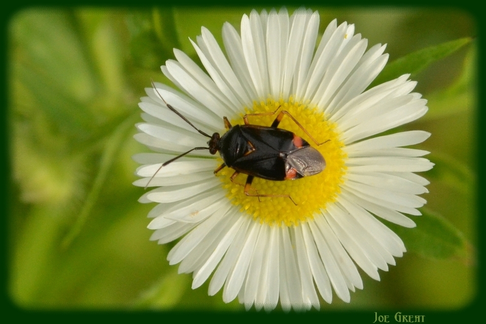 Deraeocoris ruber - vöröses mezeipoloska