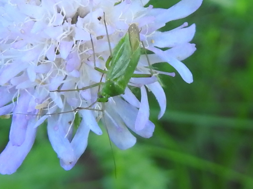 Calocoris affinis