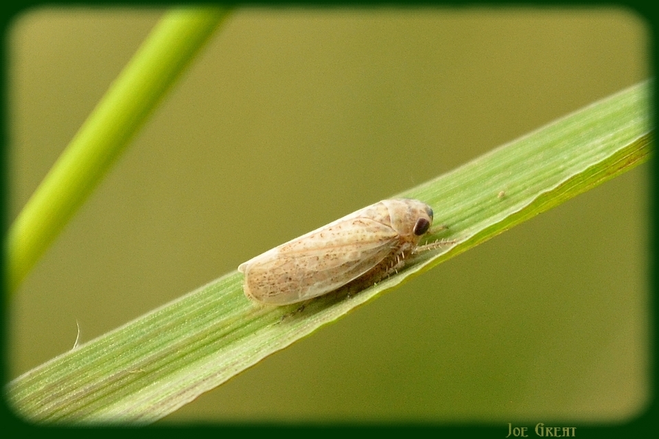 Cicadellidae - mezeikabócák