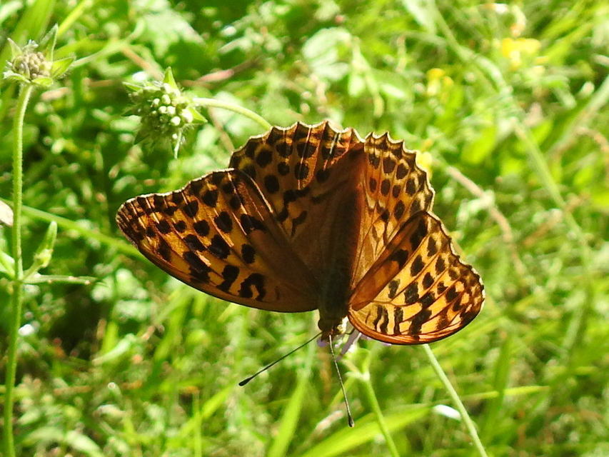 Argynnis paphia - nagy gyöngyházlepke