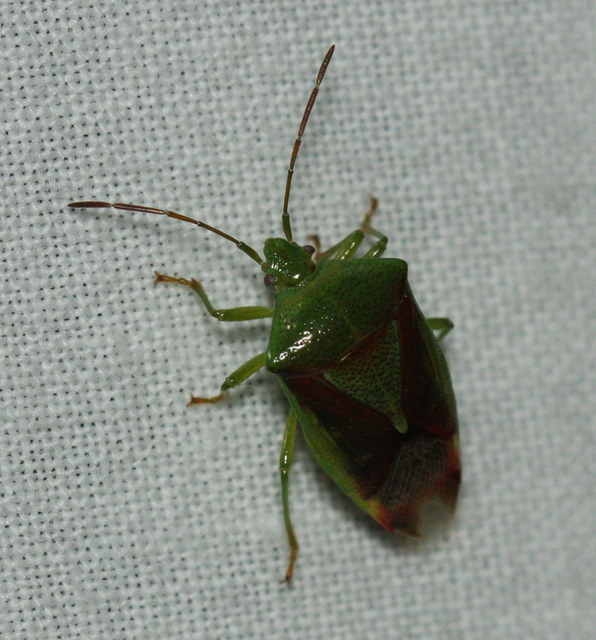 Acanthosoma haemorrhoidale - nagy dajkapoloska Acanthosoma haemorrhoidale - nagy dajkapoloska