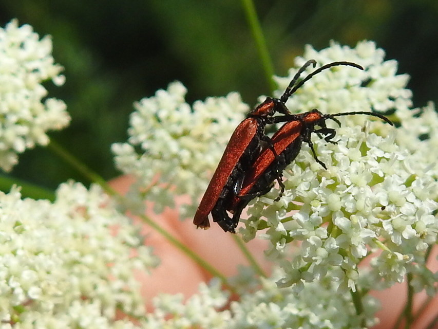 Lygistopterus sanguineus - vérbogár