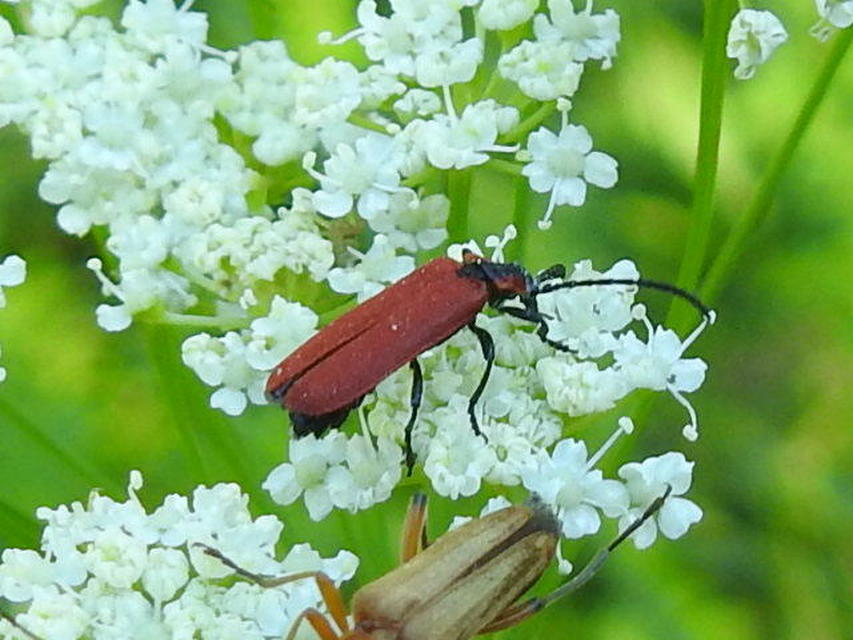 Lygistopterus sanguineus - vérbogár