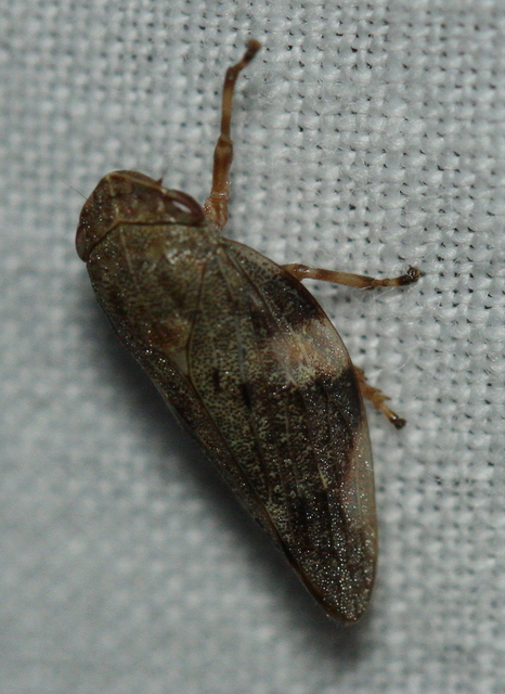 Aphrophora alni
