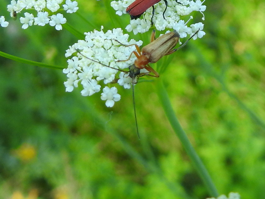 Oedemera podagrariae - székfű-álcincér