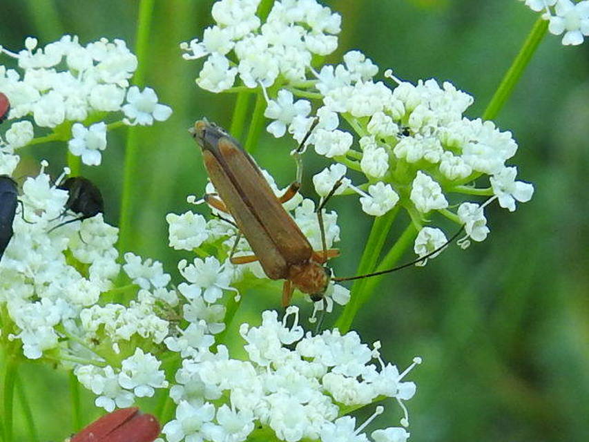 Oedemera podagrariae - székfű-álcincér