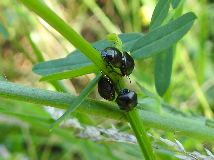 Coptosoma scutellatum - bödepoloska Coptosoma scutellatum - bödepoloska