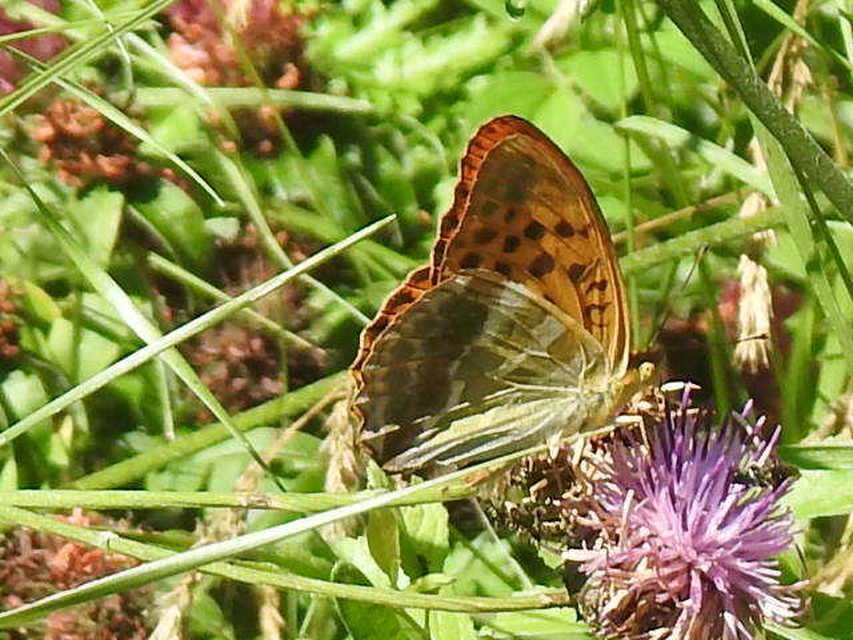 Argynnis paphia - nagy gyöngyházlepke