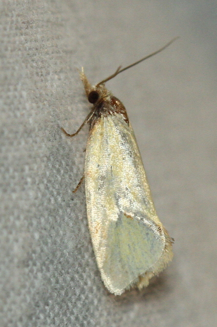 Agapeta hamana - közönséges sárgamoly