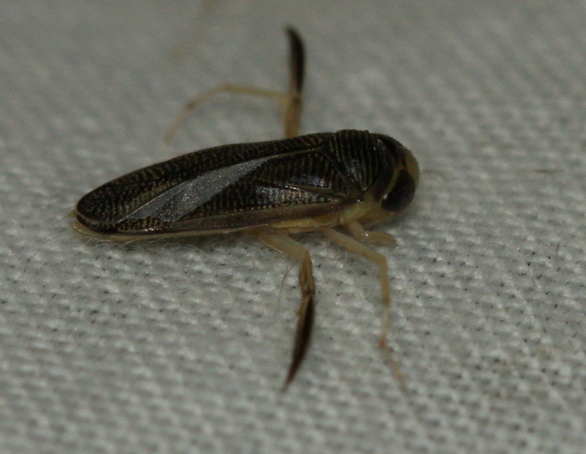 Corixidae - búvárpoloskák Corixidae - búvárpoloskák