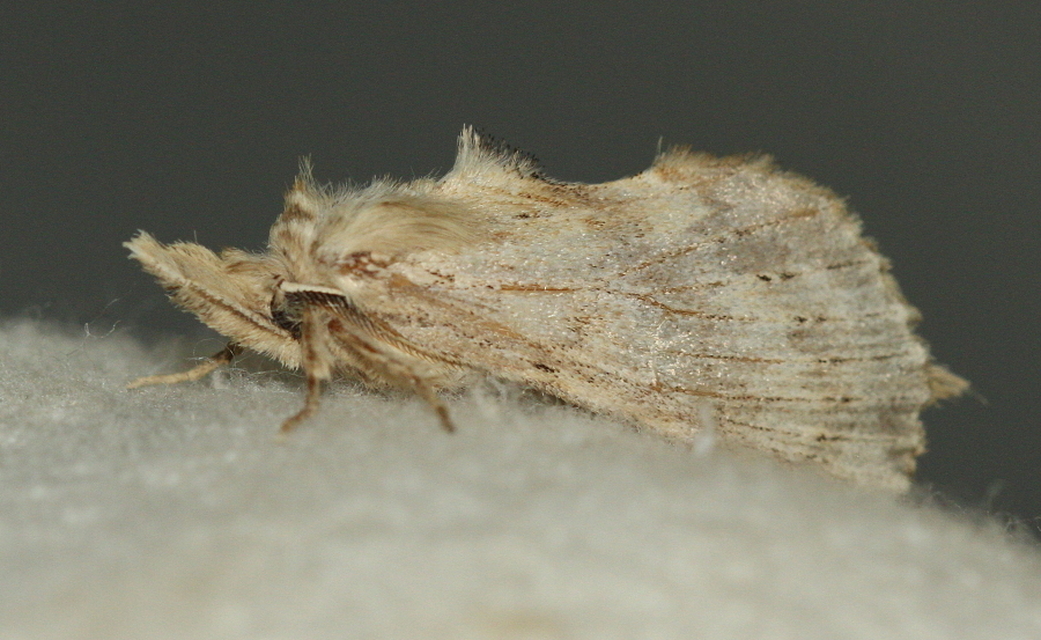 Pterostoma palpina - csőrös púposszövő