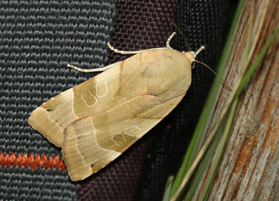 Noctua fimbriata - szélessávú sárgafűbagoly