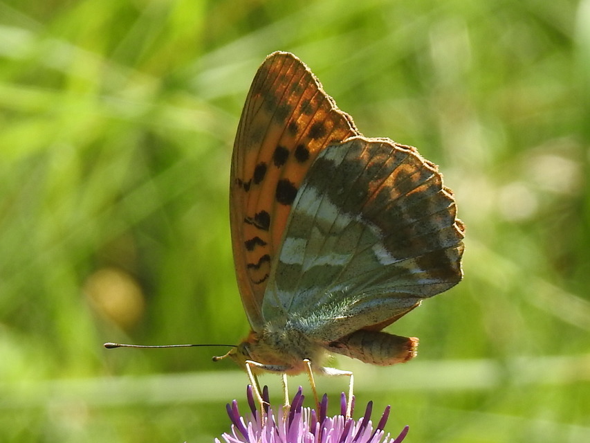 Argynnis paphia - nagy gyöngyházlepke